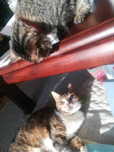 台の上から新参のゴンを覗くまなつ「どこのおじさん？少し妬いちゃうあたし」（和香子さん提供）