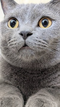 綺麗な瞳と綺麗な毛並みのたぬちゃん（提供：たぬをさん）