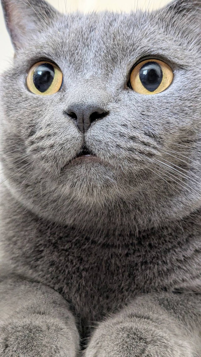 綺麗な瞳と綺麗な毛並みのたぬちゃん（提供：たぬをさん）