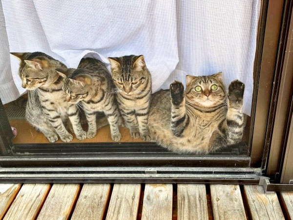 仲良くニャルソック…ひとり「トド」ポーズに！（画像提供：はるとさん）