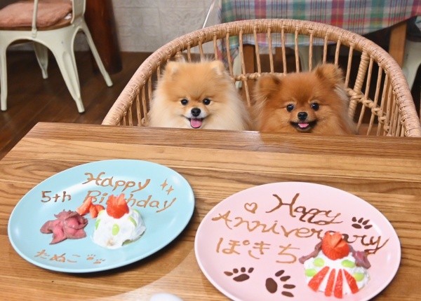 一緒にお祝い！ たぬこちゃんは5歳の誕生日＆ぽきちくんは2回目のお迎え記念日（画像提供：たぬことぽきちさん）
