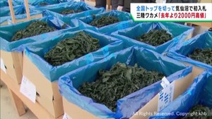 養殖ワカメ初入札　燃料費高騰などで前年より高値　宮城・気仙沼市