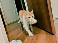 ぬいぐるみをくわえて持ってきたもずくくん（画像提供：mさん）