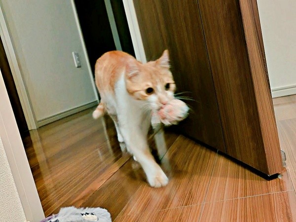 ぬいぐるみをくわえて持ってきたもずくくん（画像提供：mさん）