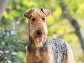 場をわきまえる賢い女の子　エアデール・テリアの「彩」