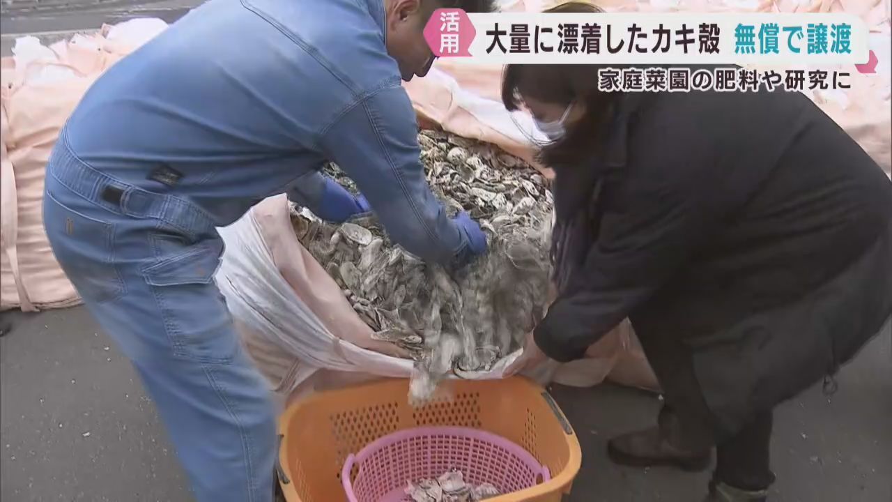 海岸に大量に漂着したカキ殻を希望者に無償で譲渡　肥料や研究に活用　宮城・石巻市