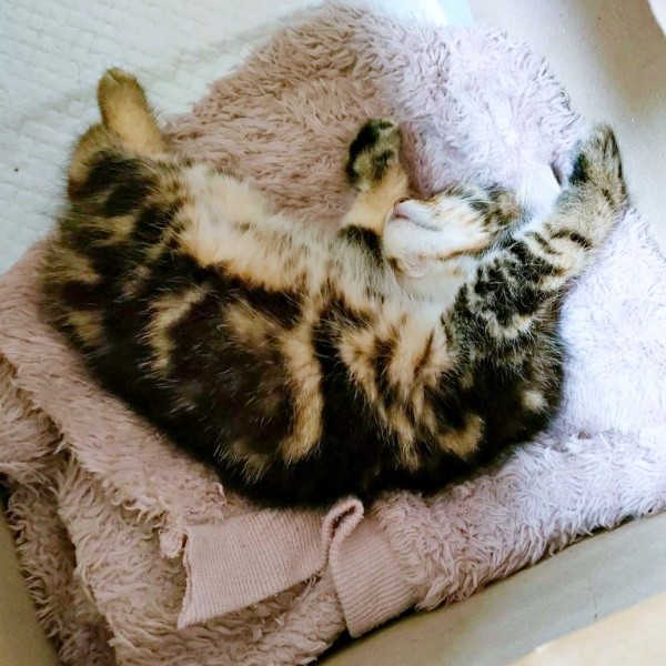 安心してすやすや眠るちびすけくん（画像提供：あるくきくらげさん）