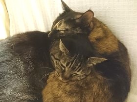 おもちゃに飛びつく猫　それを見た赤ちゃんが人生初の大爆笑