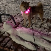 夜の公園で「雪のミイラ」と遭遇した柴犬、ルカくん（提供：Luca 2229さん）