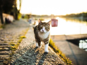 我が家にやってきた猫が、苦手だった写真との距離を近づけてくれた