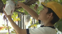 ピオーネを収穫する児童　三豊市高瀬町