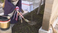 浄願寺に植樹された椋の木