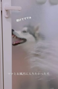 シャワーをかけられて…（「シベリアンハスキーの星凪」さん提供、Instagramよりキャプチャ撮影）