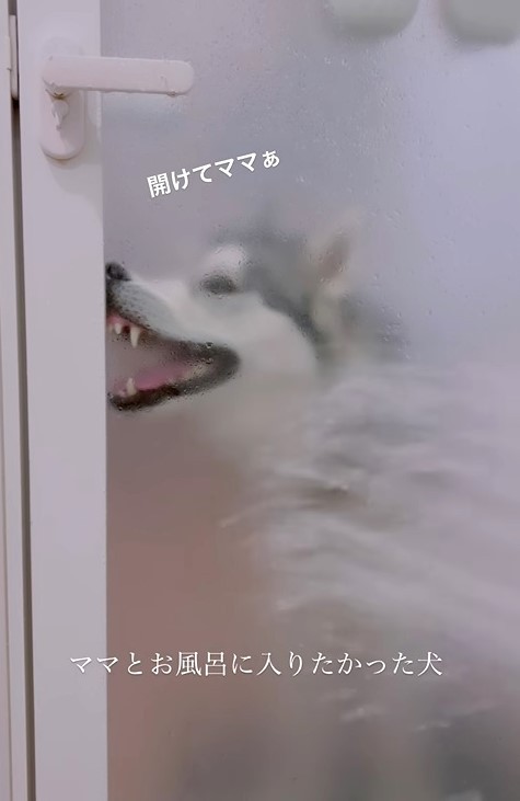 シャワーをかけられて…（「シベリアンハスキーの星凪」さん提供、Instagramよりキャプチャ撮影）