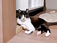 じっと飼い主さんを見つめるはちたくん（画像提供：@catsEYEeclipseさん）