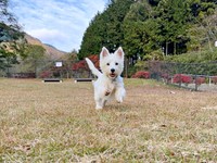 元気に走るタオくん（画像提供：もちもちたおちさん）