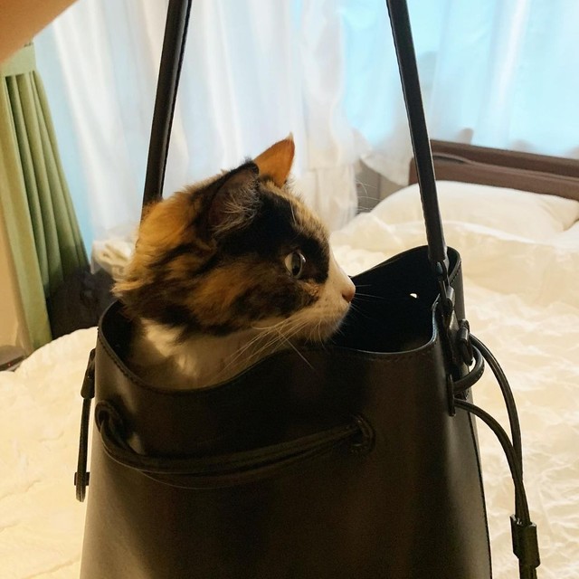 一緒に会社に行こうかな