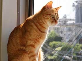 夕暮れ前の一生懸命な横顔がすてき　保護猫の「虎太郎」　