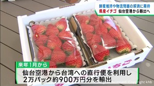 宮城県産イチゴを仙台空港活用で台湾へ輸出　従来よりも１日早く現地に