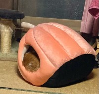 カボチャのまま移動しようとしていた…（やーこさん提供）