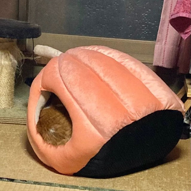 カボチャのまま移動しようとしていた…（やーこさん提供）