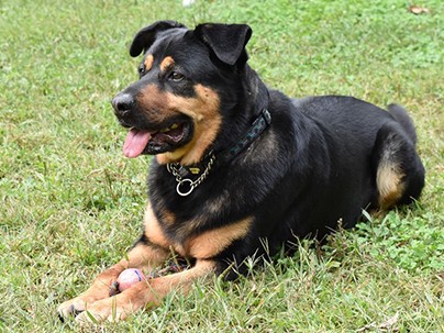 「１匹１匹がかわいい」　保護犬たちの物語、自費出版に挑戦