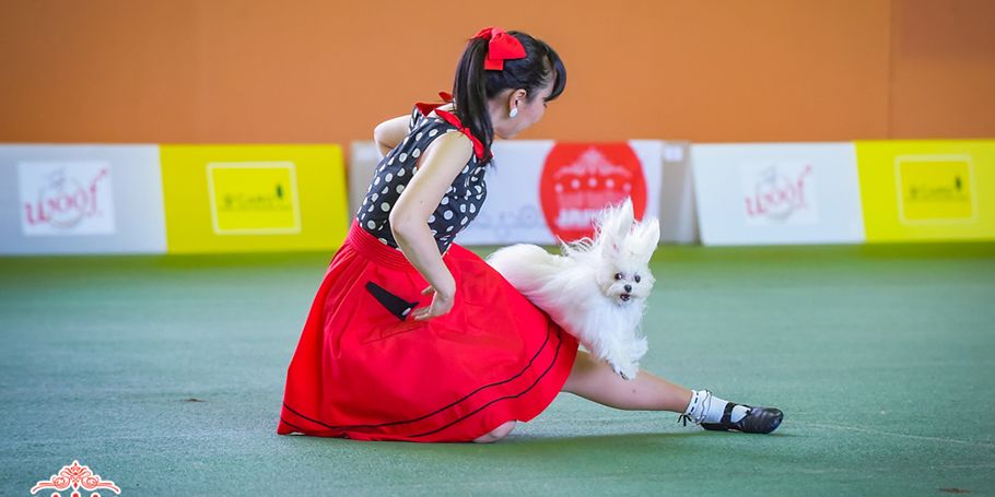 五井さん自身も競技会に参加。現在のパートナー犬・マルチーズの美羽（10歳）と一緒に（五井さん提供）