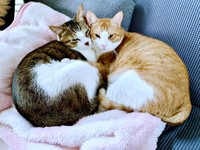 頬を寄せて添い寝する（左から）ショコラくん、タルトくん（画像提供：ショコタルさん）