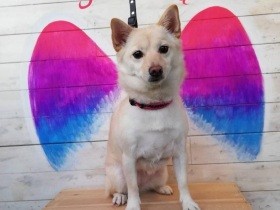 撮影スポットでキメポーズ、柴チワ「菊千代」　どうですか、映えてますか？　