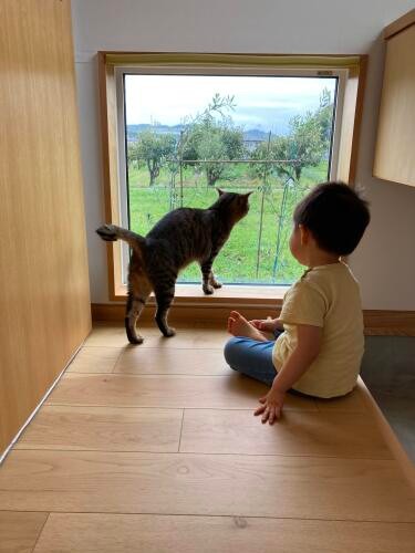 猫と暮らすことを前提とした新築物件。猫も楽しい窓がたくさん（提供：猫と建築社）