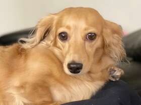 ２０１９毛並みがいいで賞　ダックス「はな」