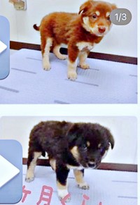 里親募集中のころの神楽ちゃん（上）、モコちゃん（下）（画像提供：kaguramama_makiさん）