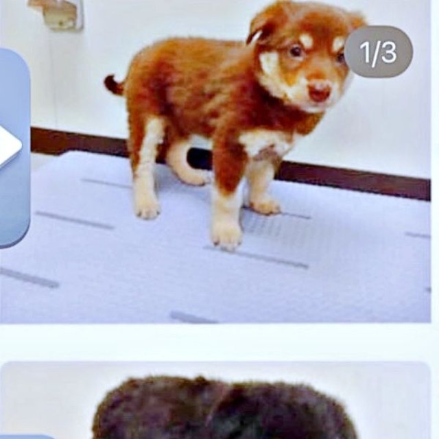 里親募集中のころの神楽ちゃん（上）、モコちゃん（下）（画像提供：kaguramama_makiさん）