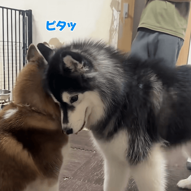 ほっぺたをピタッ……！（提供：@zenmoni_huskyさん）