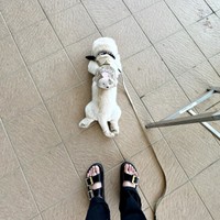 散歩中、パタリと寝そべり休憩するてんてんくん（画像提供：てんてんの毎日さん）