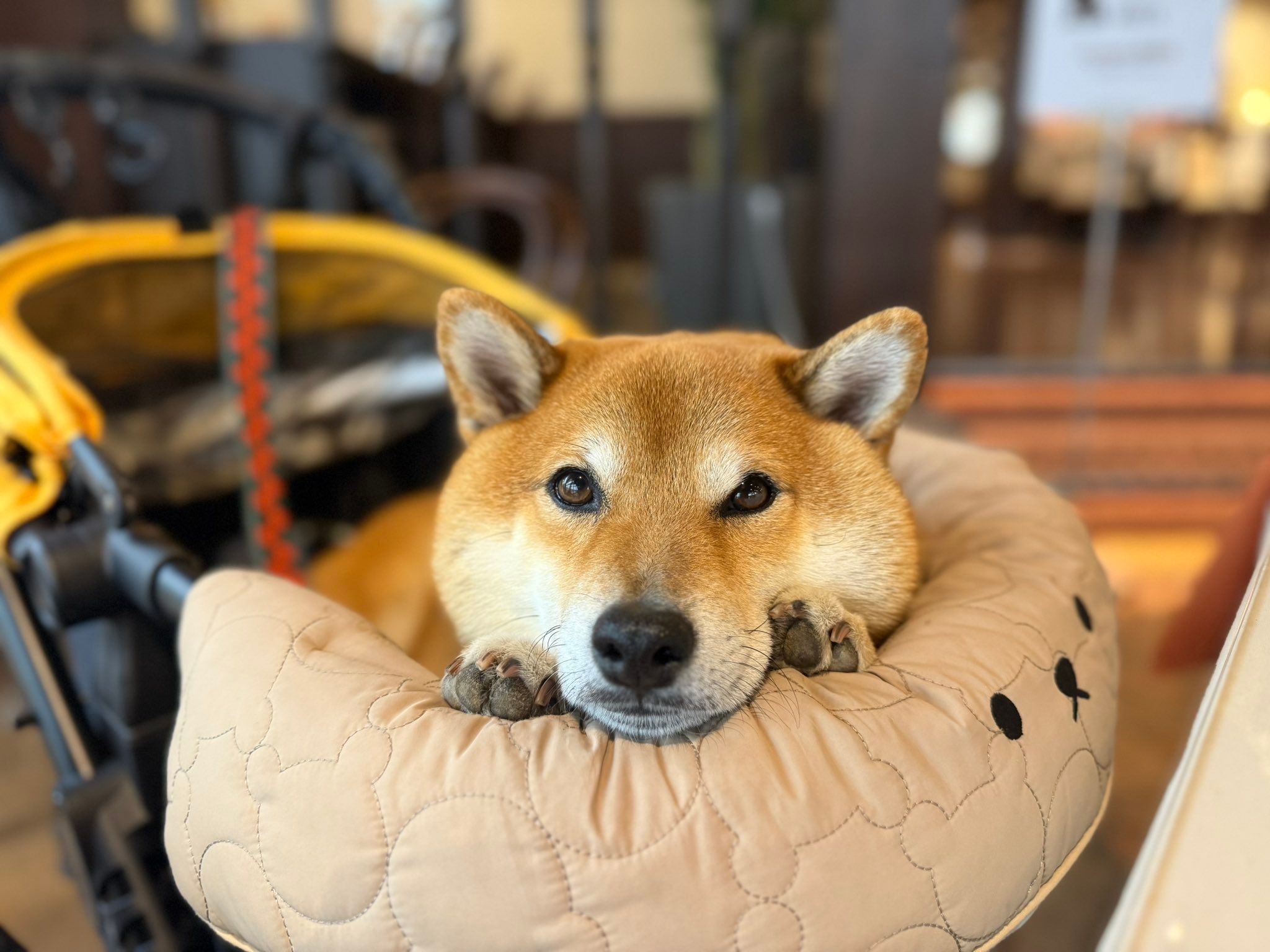 「スタバに入りたくて、盛大に駄々をこねる柴犬」右に左にゴロンゴロン！「これぞ柴犬って感じの拒否っぷり」｜まいどなニュース