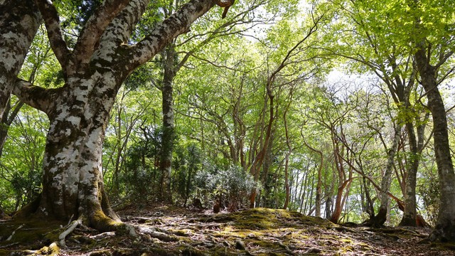 30年ぶり！岡山県立森林公園の新しいパンフレット完成