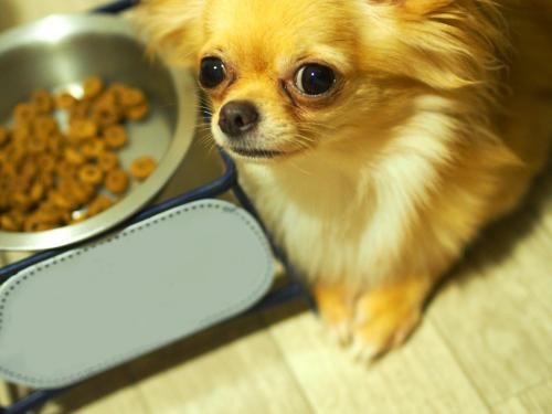 大型犬なら一生に１００万円かかることも　犬のえさ代