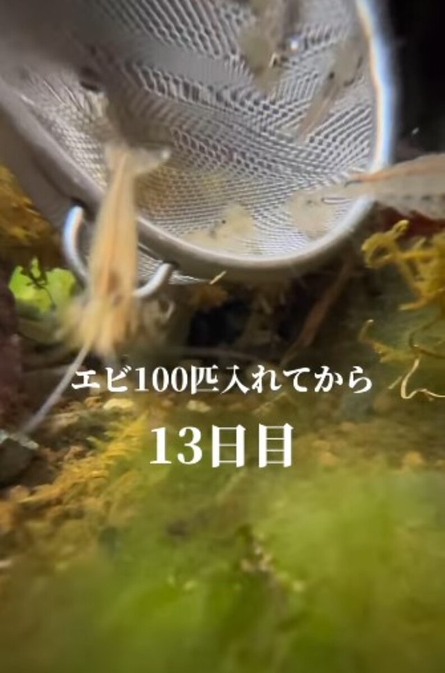 エビ100匹を入れてから13日目、効果はいかに…！？／投稿主さん提供