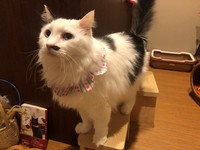 落ち着きのある猫