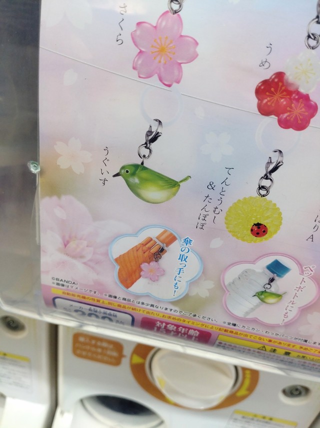 この目の特徴はたしかにメジロ寄りかも…（kadenさん提供）