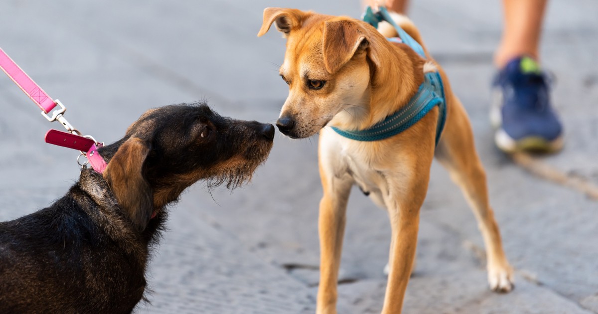 飼い主が気をつけよう 犬のお散歩マナー 周囲への気配り あいさつ編 犬 猫との幸せな暮らしのためのペット情報サイト Sippo