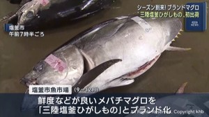 ブランドマグロ三陸塩釜ひがしもの　出荷が始まる　宮城・塩釜市魚市場