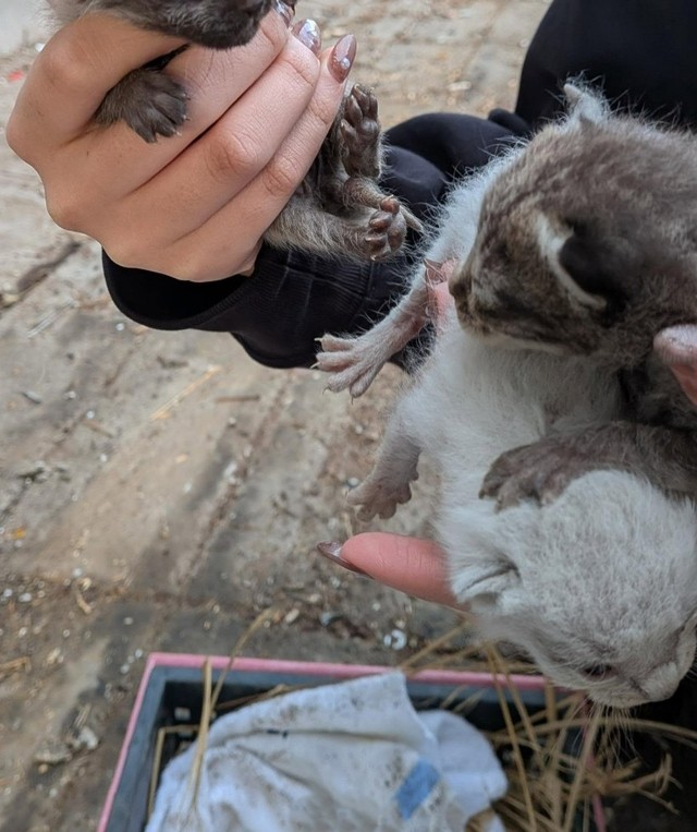 母猫は姿を消していた…（Aki Abeさん提供、Instagramよりキャプチャ撮影）