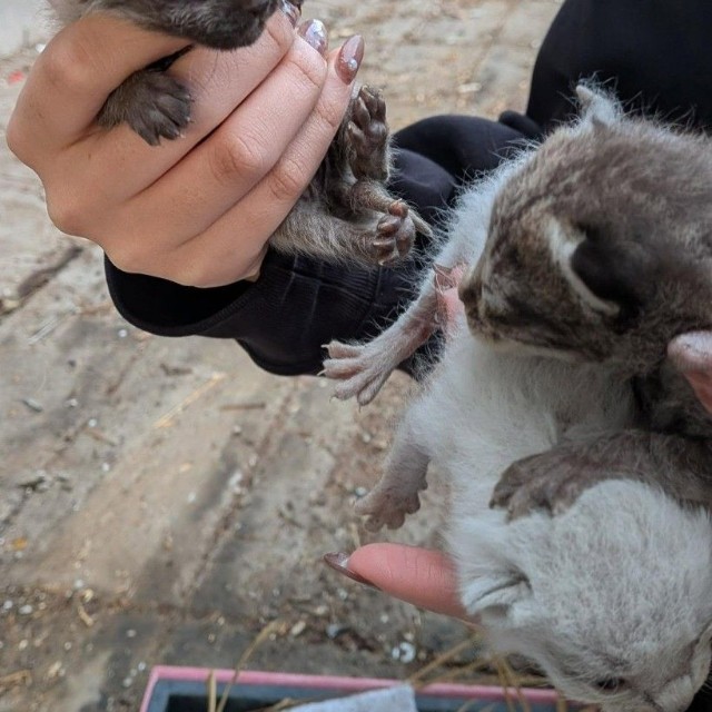 母猫は姿を消していた…（Aki Abeさん提供、Instagramよりキャプチャ撮影）