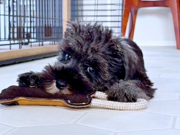 ペタンと床に伏した姿もキュートなセブンくん（画像提供：セブン@シュナウザーさん）