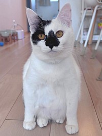 真っ白の被毛と黒い模様が素敵なあめちゃん（画像提供：様子がおかしい猫 あめさん）