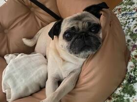 「自分の部屋が一番快適だよね」　家族をポカポカ温かく照らすパグの「小春」
