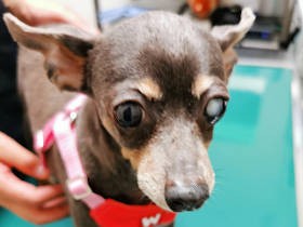 元繁殖犬「マル」、減量成功で美人になった１年　ところが今度は、失明の危機が