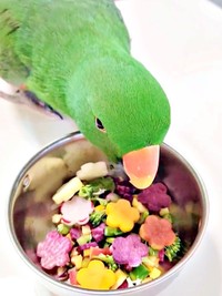 「やっぱり何だこれ」 固まって飼い主さんを横目で見つめるオオハナさん（画像提供：ゴンさん）